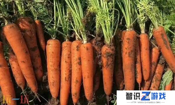 头伏萝卜二伏芥里的是什么萝卜 蚂蚁庄园11月22日答案