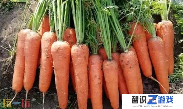 头伏萝卜二伏芥里的是什么萝卜 蚂蚁庄园11月22日答案