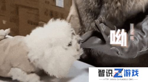 小比熊被送潘宏手里**，先卖乖再连咬多人，结果喜提“本硕连读”