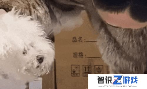 小比熊被送潘宏手里**，先卖乖再连咬多人，结果喜提“本硕连读”