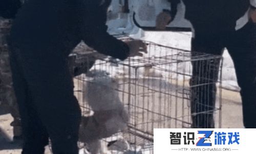 小比熊被送潘宏手里**，先卖乖再连咬多人，结果喜提“本硕连读”