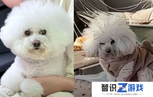 小比熊被送潘宏手里**，先卖乖再连咬多人，结果喜提“本硕连读”