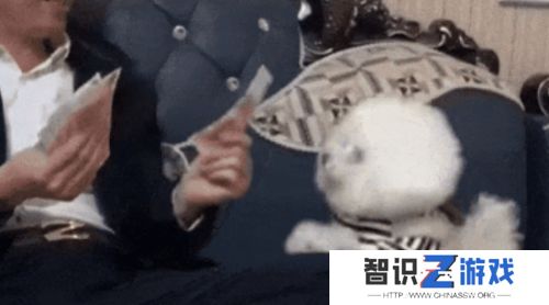 小比熊被送潘宏手里**，先卖乖再连咬多人，结果喜提“本硕连读”