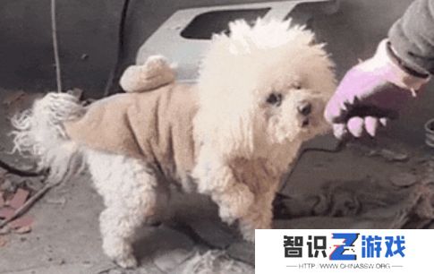 小比熊被送潘宏手里**，先卖乖再连咬多人，结果喜提“本硕连读”